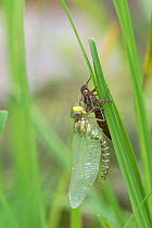 Hawker dragonfly (Aeshna sp) emerging from larval case. Surrey, UK. Sequence 5 of 5 June