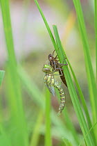 Hawker dragonfly (Aeshna sp) emerging from larval case. Surrey, UK. Sequence 4 of 5 June