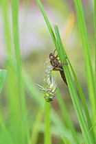 Hawker dragonfly (Aeshna sp) emerging from larval case. Surrey, UK. Sequence 3 of 5 June