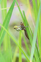 Hawker dragonfly (Aeshna sp) emerging from larval case. Surrey, UK. Sequence 2 of 5 June