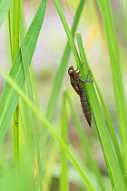 Hawker dragonfly (Aeshna sp) emerging from larval case. Surrey, UK. Sequence 1 of 5 June