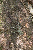 Collared tree lizard (Plica plica) camouflaged on bark, Trinidad.