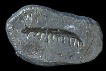 Plaster cast of Fossil (Aysheaia sp) from Middle Cambrian from Burgess Shale, British Columbia, Canada