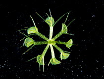 Waterwheel plant (Aldrovanda vesiculosa) a carnivorous aquatic plant with Mosquito larva.