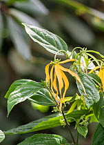 Ylang ylang (Cananga odorata) growing in  botanic garden, Surrey, UK.