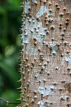 Sandbox tree (Hura crepitans) detail of bark, Trinidad.