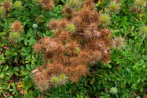 Pirri pirri bur (Acaena novaezelandiae)  UK. Invasive species native to Australia and New Zealand.