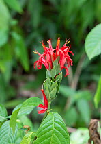 Cardinals guard (Pachystachys coccinea) flowers, Trinidad.