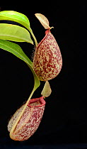 Pitcher plant (Nepenthes  x hookeriana) Lowland hybrid.