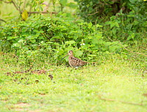 Pin-tailed snipe (Gallinago stemura), Yala National Park, Sri Lanka.