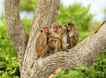 Toque macaque (Macaca sinica) family resting in a tree, Yala National Park. Sri Lanka.