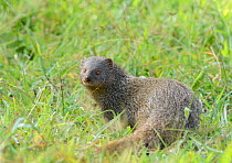Ruddy mongoose (Herpestes smithii), Bandipur Tiger Reserve, Karnataka, India.