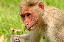 Bonnet macaque ( Macaca radiata) feeding, Bandipur Tiger Reserve, Karnataka, India.