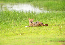 Golden jackal (Canis aureus) with Black-naped hare (Lepus nigricollis) kill, Yala National Park, Sri Lanka.