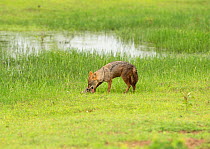 Golden jackal (Canis aureus) feeding on Black-naped hare (Lepus nigricollis) kill, Yala National Park, Sri Lanka.