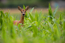 Roe deer (Capreolus capreolus) female in a wheat field, Burgundy, France. June.