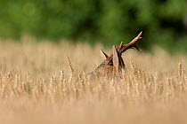Roe deer (Capreolus capreolus) male partially hidden in a wheat field, Burgundy, France. June.