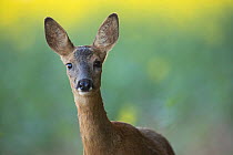 Roe deer (Capreolus capreolus) female in oilseed rape field, Burgundy, France. June.