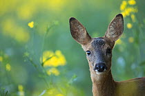 Roe deer (Capreolus capreolus) female in oilseed rape field, Burgundy, France. June.