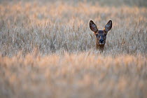 Roe deer (Capreolus capreolus) female in a wheat field, Burgundy, France. June.