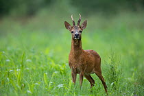 Roe deer (Capreolus capreolus) buck standing in a wheat field, Burgundy, France. June.