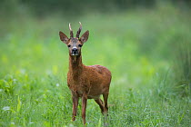 Roe deer (Capreolus capreolus) buck standing in a wheat field, Burgundy, France. June.