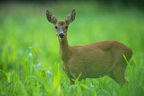 Roe deer (Capreolus capreolus) female standing in a wheat field, Burgundy, France. June.