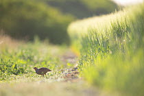 Grey partridge (Perdix perdix) in field, Burgundy, France. June.