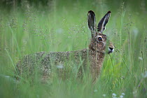European hare (Lepus europaeus), standing alert in long grass, Burgundy France. May.