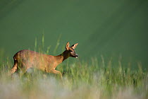 Roe deer (Capreolus capreolus) female, alert, walking in long grass, Burgundy, France. May.