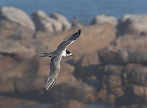 Greater crested tern (Thalasseus bergii) flying against a backdrop of the South Atlantic Ocean. Lambert's Bay, South Africa.