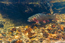 Greenback Cutthroat Trout (Oncorhynchus clarkii stomias) in  spawning stream, North Park, Neota Wilderness area, Colorado, USA, July.