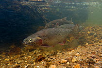 Greenback cutthroat trout (Oncorhynchus clarkii stomias) male hovering over a redd or nest  that the female, in the middle  had just dug and hollowed out.  Neota Wilderness, in North Park, Colorado, U...