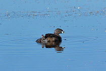 Pied-billed grebe (Podilymbus podiceps) chick pausing while climbing up onto its parent's back. North Park, Colorado, USA.