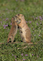 Black-tailed prairie dog (Cynomys ludovicianus) pup showing affection toward adult female. Parker, Colorado, USA.