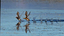Redhead ducks  (Aythya americana) taking off, North Park, Colorado, USA.