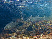 Greenback cut throat trout (Oncorhynchus clarkii stomias) Bear Creek, Colorado Wilderness, USA.