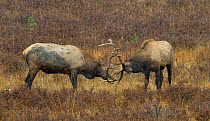 Two young bull Elk (Cervus canadensis) practicing rutting, Rocky Mountain National Park, Colorado, USA, October.