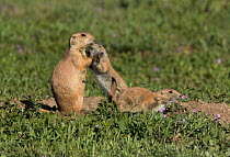 Black-tailed prairie dog (Cynomys ludovicianus) youngster showing affection to adult, Colorado, USA, May.