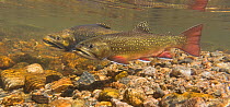 Brook Trout (Salvelinus fontinalis) pair in a high mountain stream in Colorado, USA.
