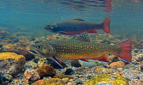 Brook Trout (Salvelinus fontinalis) pair female in foreground and  male in the background,  Rocky Mountain National Park, Colorado, USA, September.