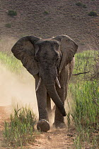 African elephant (Loxodonta africana) charging down a dirt road kicking up lots of dust, Sanbona Wildlife Reserve, South Africa.
