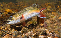 Brook trout (Salvelinus fontinalis) female fanning her tail as she digs a redd or nest  in her spawning stream.  Image taken in Rocky Mountain National Park of Colorado.