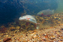 Greenback cutthroat trout (Oncorhynchus clarkii stomias) female in  digging a redd or nest into which she will deposit her roe. Neota Wilderness, Northern Colorado, USA.