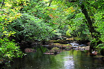 River Bovey in Hannicombe Wood, Dartmoor National Park, Devon,  October 2016