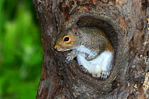 Grey squirrel (Sciurus carolinensis) in hollow tree. Dorset, UK June.