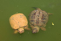 Snapping turtles (Chelydra serpentina) at water surface,  Maryland, USA, June