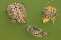 Snapping turtles (Chelydra serpentina) at water surface,  Maryland, USA, June