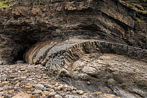 Small anticlinal fold in carboniferous, Coal Measures rocks, Broad Haven, Pembrokeshire, Wales, UK, May.