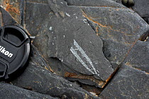 Fossil Graptolites  (Didymograptus murchisoni) with lens cap for scale, Ordovician, Llanvirn age, shale at Abereiddy, Wales, UK, June.